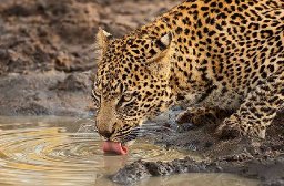 Lamiendo el agua
